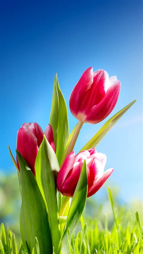 Tulipán Flor Rosa Hierba Naturaleza Soleado Fondo De Pantalla De
