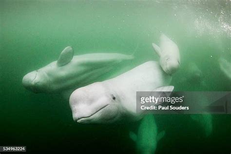 Beluga Whale Photos And Premium High Res Pictures Getty Images