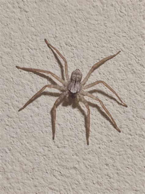 Unidentified Spider In Miami Florida United States