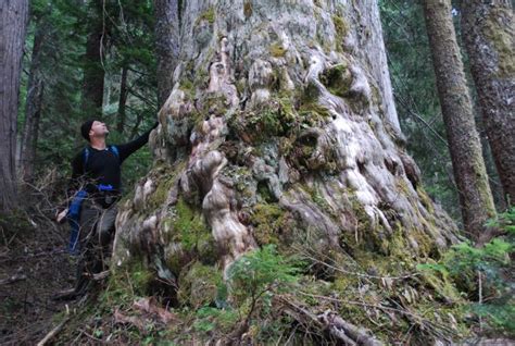 Oldest Living Trees In Canada Placed On The Chopping Block As