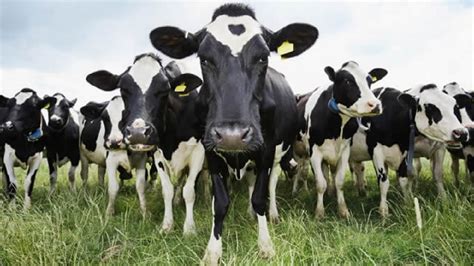 la importancia del descanso en vacas lecheras para una mejor productividad actualidad ganadera