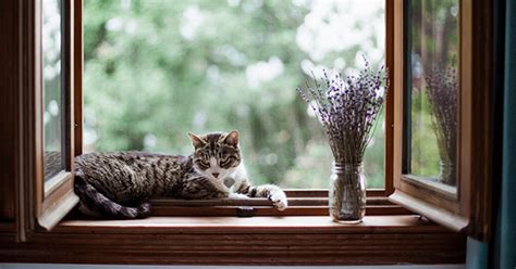 But is peppermint oil really safe for cats? Is Lavender Safe for Cats? - PureWow