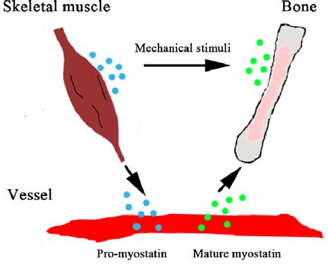 A Proposed Model Of Myostatin Mediated Muscle Bone Interaction