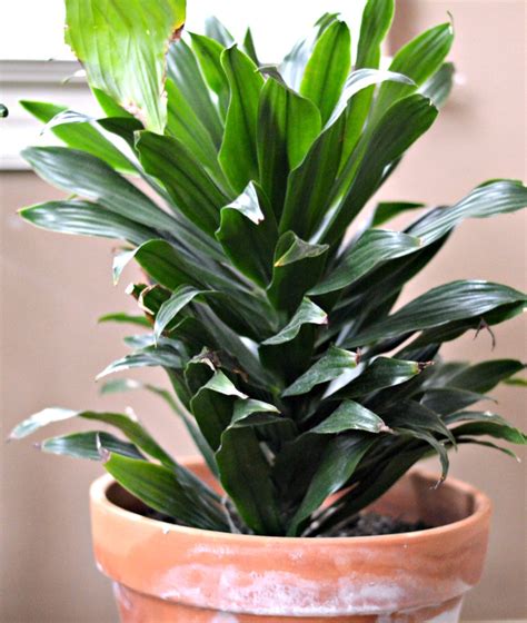 Easy Houseplants You Can T Kill What Mj Loves