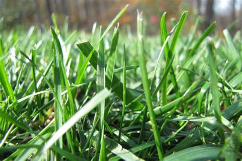 Lime Application For Your Lawn The What When And Why Green Care Turf