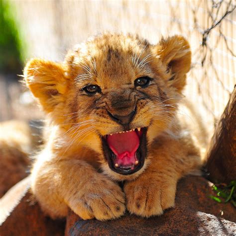 Funny Wildlife Baby Lion Roar By Richy J On Flickr