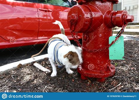 Dog Sniffs A Fire Hydrant Stock Image Image Of Fire 157629783