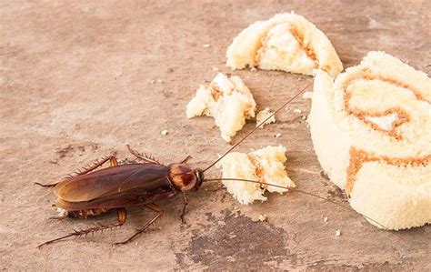 No Sweat Cockroach Control Tips For Wilmington Homeowners