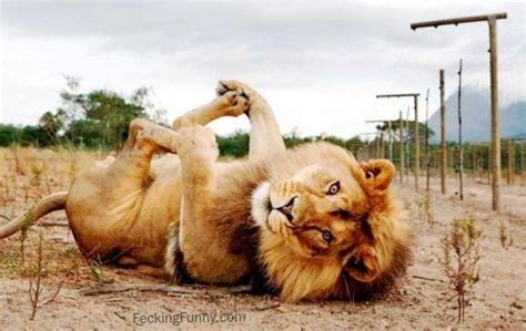 Funny Lion Animal Funny Lion Picture