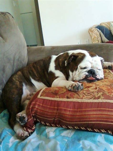 44 English Bulldogs Sleeping In Totally Ridiculous Positions The Paws