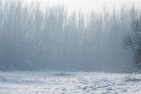 Winter Foggy Forest Scene Cold Foggy Forest With Snow Stock Photo