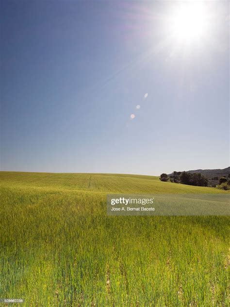 Green Wheat Field Illuminated By Sunlight High Res Stock Photo Getty