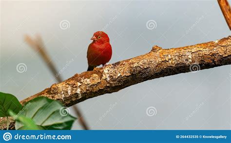 Small Red Bird On A Tree Limb Stock Image Image Of Bird View 264432535