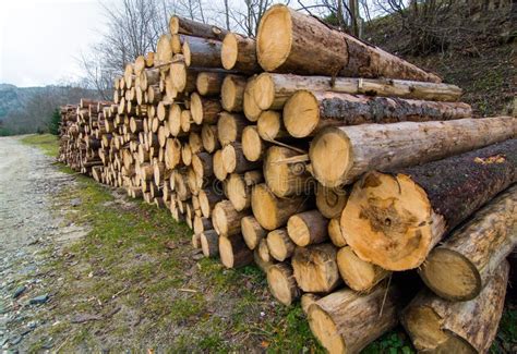 Big Pile Of Wood In A Forest Road Stock Photo Image Of Background