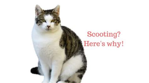Cat Scooting Causes And Treatment Dogs Cats Pets
