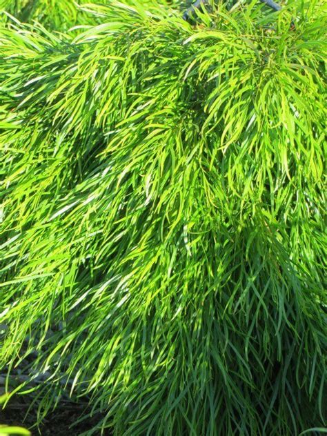 Boething treeland farms grows over 1,200 varieties of trees, shrubs, perennials and specialty plants on ten california nurseries to serve the wholesale landscape and nursery. Acacia cognata 'Cousin Itt' PPAF - Boething Treeland Farms