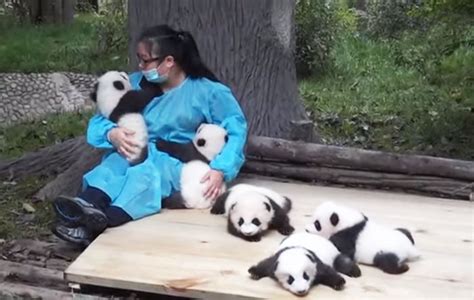 Professional Panda Cuddler As The Worlds Best Job For 32000 Per Year