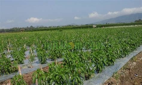 13 Cara Menanam Cabe Merah di Tanah Gambut IlmuBudidaya.com  Tips dan