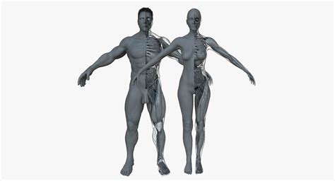 Male And Female Ultimate Anatomy Project 3d Model Cgtrader