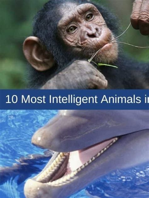 10 Most Intelligent Animals In The World Gobookmart