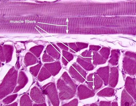 Anatomyforme Muscle Tissue Histology