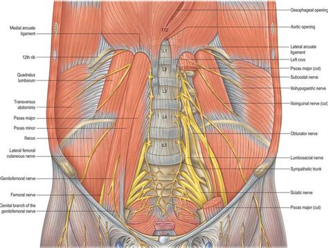 Clipart Of Anterior View Of Abdominal Cavity Skin And Musles Of My