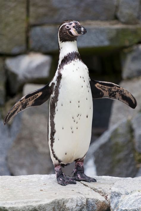 Penguin Standing Free Stock Photo Public Domain Pictures