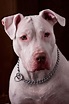 American Pitbull Terrier - Wikipedia, la enciclopedia libre