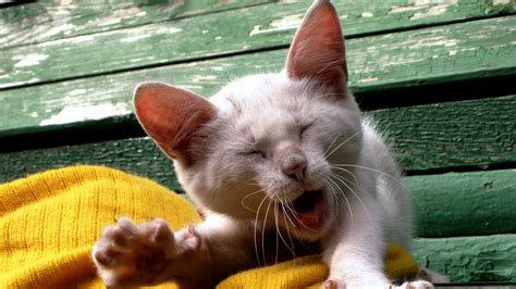 Download Wallpaper 1920x1080 Cat Yawn Face Kitten Full Hd Hdtv Fhd