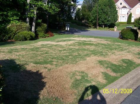 I Cant Sleep Zoysia Brown Patch Lawnsite™ Is The Largest And Most