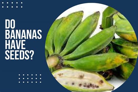 Do Bananas Have Seeds Your Daily Gardening Tips