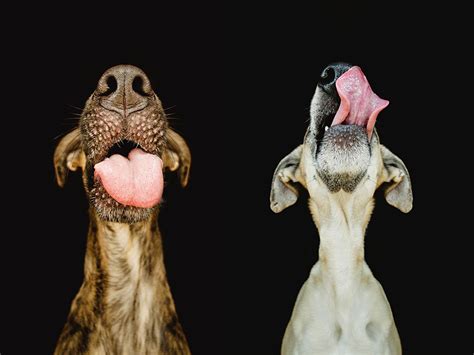 Delightfully Expressive Portraits Of Dogs By Elke Vogelsang Demilked