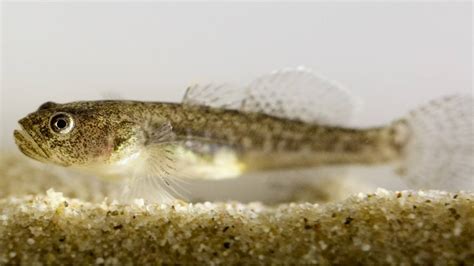 New Endangered Goby Species Honors Late Ucla Student — Institute Of The