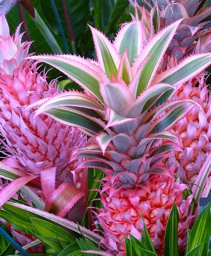 Genetically Engineered Pink Pineapple Is It Safe