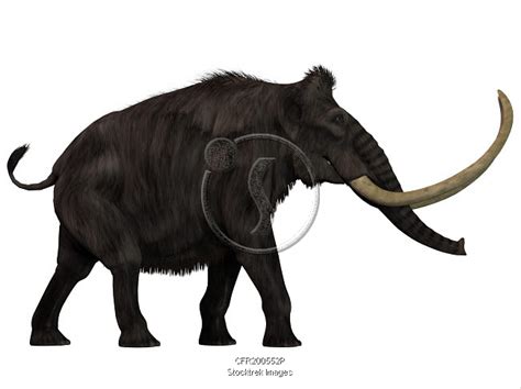 Woolly Mammoth Side View Stocktrek Images
