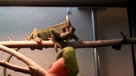 Female Veiled Chameleon Eating Youtube