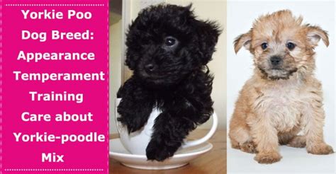 Yorkie Poo Dog Breed Appearance Temperament Training And Care About This