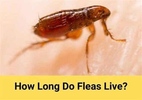 How Long Do Fleas Live Everything You Need To Know About