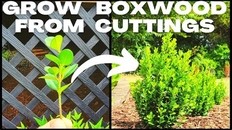 Diy Easy Boxwood Buxus Propagation How To Grow Boxwood From