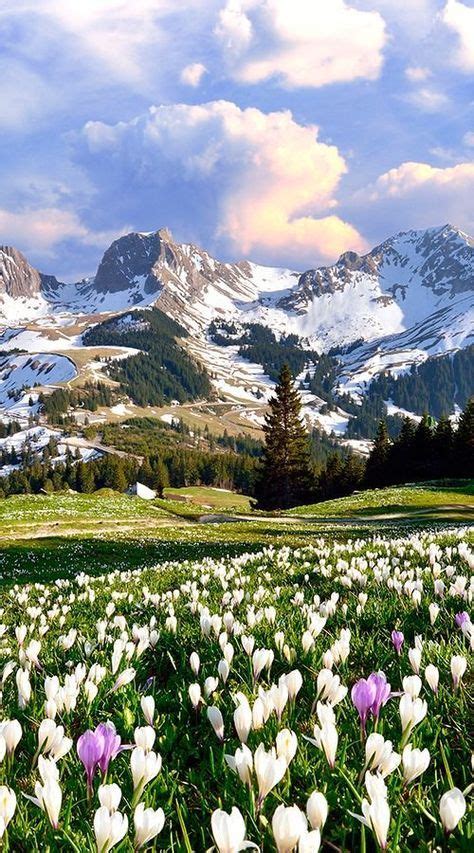 7 Wild Flowers In Spring Of Dolomites Italy Ideas Wild Flowers