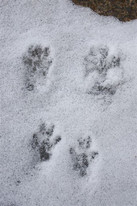 Baby Rabbit Animal Tracks Photo Footprint