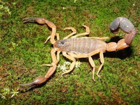 Arachnologists Discover Three New Species Of Club Tailed Scorpions