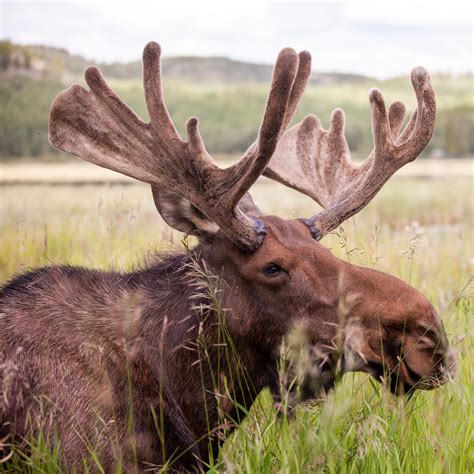 The Antler And Breeding Cycle Featuring Moose Yukon Wildlife Preserve