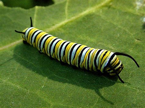 8 Monarch Butterfly Caterpillar In Biological Science Picture Directory