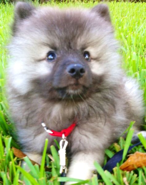 Teddy Bear The Keeshond Puppy Artic Animals Cute Animals Puppies