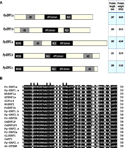 Structure Of Pp Erf Proteins And Comparison Of Ap2erf Domain
