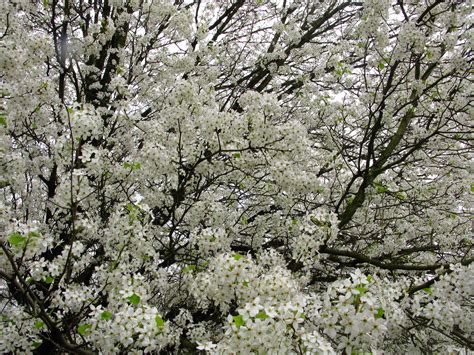 Filespring Tree Flowers White West Virginia Forestwander