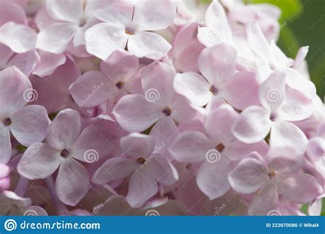 Lilac Flowers Beautiful Spring Background Of Flowering Lilac