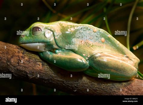 Pachymedusa Dacnicolor Mexican Dumpy Frog Stock Photo Alamy