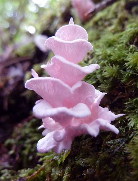 Nature And More Pink Pagoda Fungus Podoserpula Miranda What You